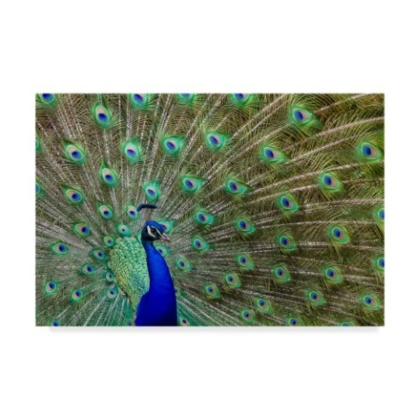 Trademark Fine Art Galloimages Online 'Peacock Proud' Canvas Art, 22x32 ALI34990-C2232GG